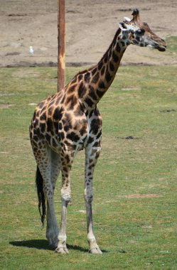 Çimlerde bir zürafa.