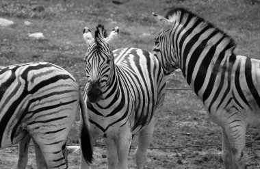 Burchell 'in zebrası ovaların güneyinde yaşayan bir zebra türüdür. Adını İngiliz kaşif William John Burchell 'dan almıştır. Yaygın isimler arasında bontequagga, Damara zebra ve Zululand zebrası yer almaktadır.
