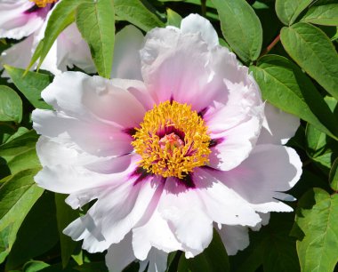 Parktaki bir yatakta güzel kokulu pembe şakayıklar. Sığ alan derinliği