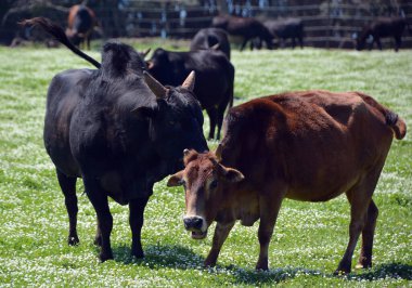 Otlakta otlayan inekler