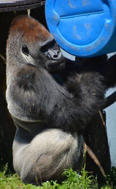 Gümüş sırtlı goriller, Orta Afrika ormanlarında yaşayan çoğunlukla otobur maymunlardır. Gorillerin DNA 'sı% 9599' dan insanlarınkine çok benzer.