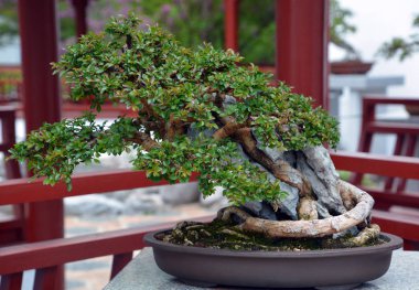 Evi olan geleneksel Çin bahçesi.