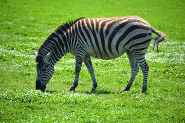 Gündüz vakti yeşil çayırda zebra