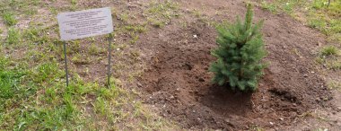 Bahçedeki genç yeşil ağaç