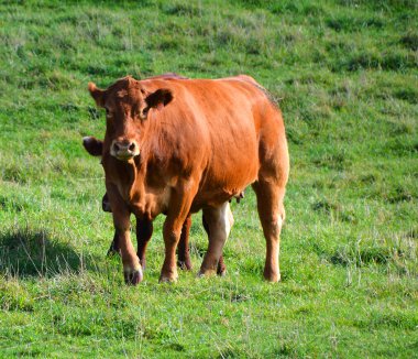 İnekler güneşli çayırlarda otluyor.