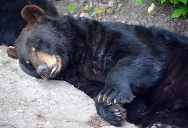 Hayvanat bahçesindeki kara ayı.