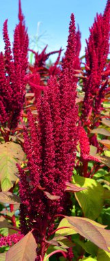 Bahçedeki güzel kırmızı çiçekler