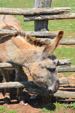 Hayvanat bahçesinde bir eşek