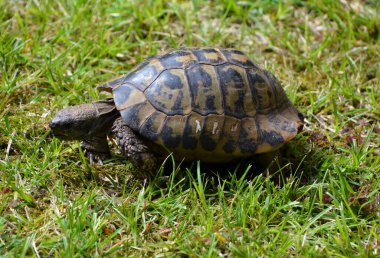 Kaplumbağa çimlerde