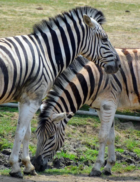 Burchell Zebrası Ovaların Güneyinde Yaşayan Bir Zebra Türüdür Adını Ngiliz — Stok fotoğraf