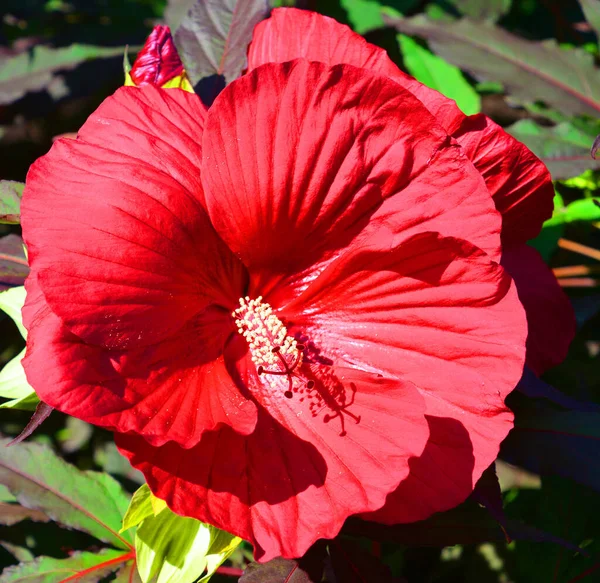 Vörös Virág Közelről Hibiszkusz — Stock Fotó