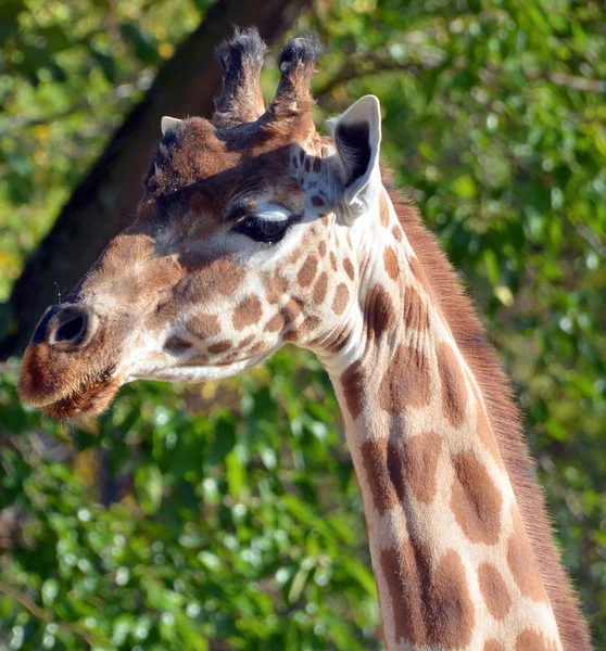 Girafa Animal Terrestre Mais Alto Mundo Pode Crescer Até Metros — Fotografia de Stock