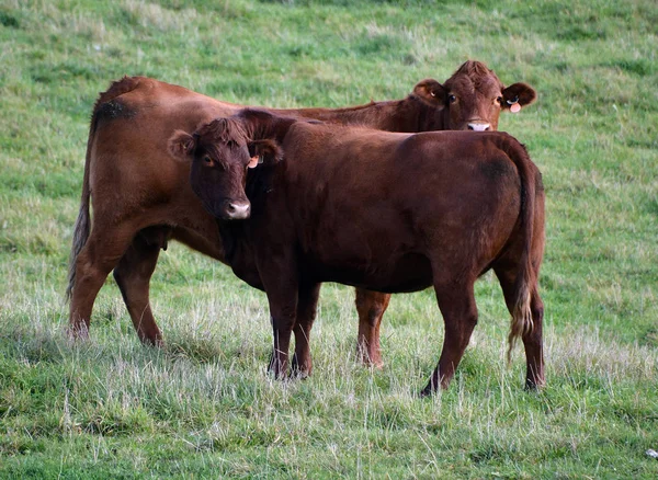Vacas Pastando Prado Ensolarado — Fotografia de Stock