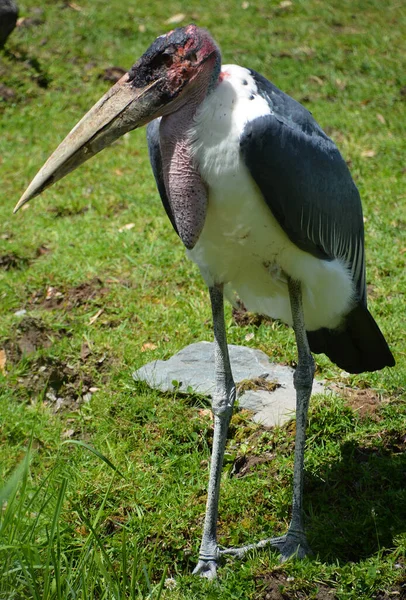 Marabou Stork Leptoptilos Crumeniferus Является Крупной Птицей Семействе Аистов Ciconiidae — стоковое фото
