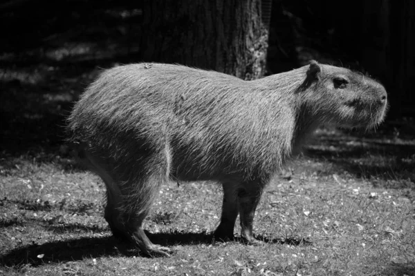 Capybara Est Grand Rongeur Monde Également Appelé Chiguire Est Membre — Photo