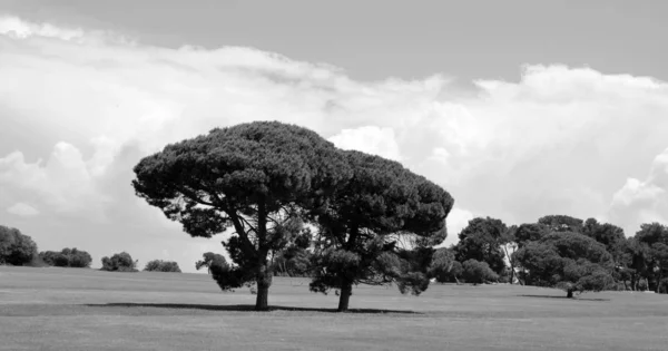 Zwart Wit Afbeelding Van Een Boom Het Park — Stockfoto