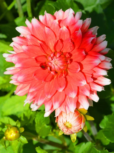 Jardín Flores Crisarios Con Arbustos Color Amarillo — Foto de Stock