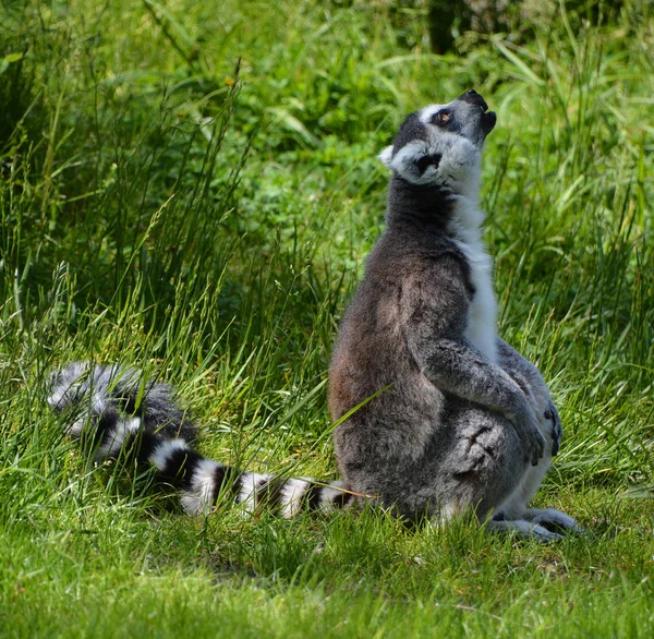 Der Klingelschwanzmaki Lemur Catta Ist Ein Großer Strepsirrhein Primat Und — Stockfoto