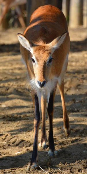 Hayvanat Bahçesinde Kırmızı Lechwe Kobus Leche Leche — Stok fotoğraf