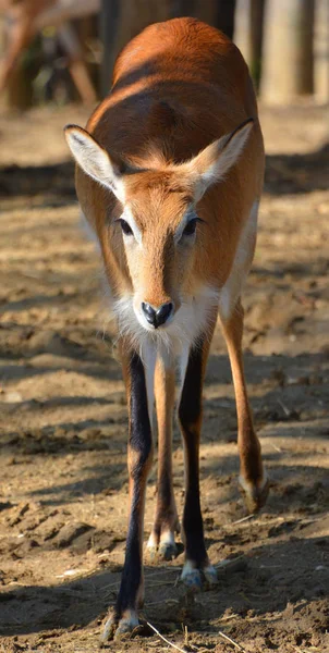 Red Lechwe Kobus Leche Leche Zoo — Stock fotografie