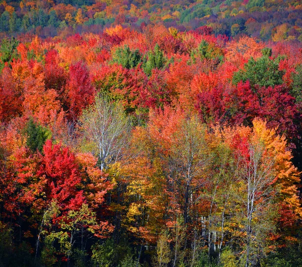 Hermoso Paisaje Montaña Otoño Con Árboles Coloridos —  Fotos de Stock