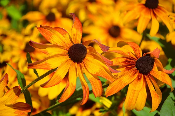 Πορτοκαλί Λουλούδι Στον Κήπο — Φωτογραφία Αρχείου
