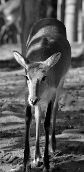 Lechwe Rosso Kobus Leche Leche Nello Zoo — Foto Stock