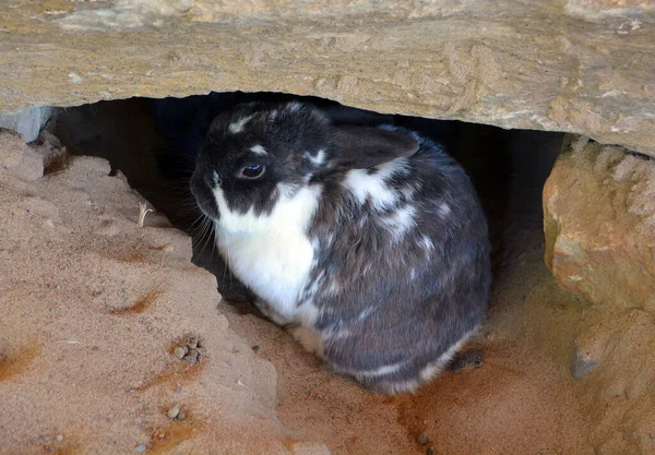 Bunny Blanco Negro Cueva — Foto de Stock