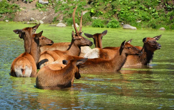 麋鹿是世界上鹿科中最大的物种之一 也是北美和东亚最大的陆生哺乳动物之一 — 图库照片
