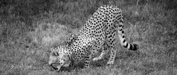 Cheeta Een Grote Katachtige Die Het Grootste Deel Van Afrika — Stockfoto