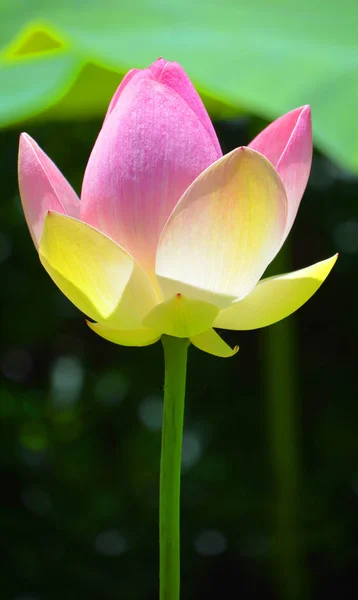 Розовый Цветок Лотоса Саду — стоковое фото