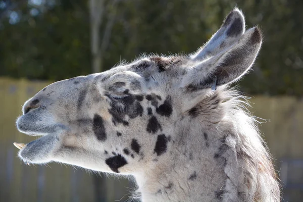 Llama Lama Glama Camélido Sudamericano Ampliamente Utilizado Como Carne Animal — Foto de Stock
