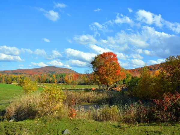 Hermoso Paisaje Montaña Otoño Con Árboles Coloridos — Foto de Stock