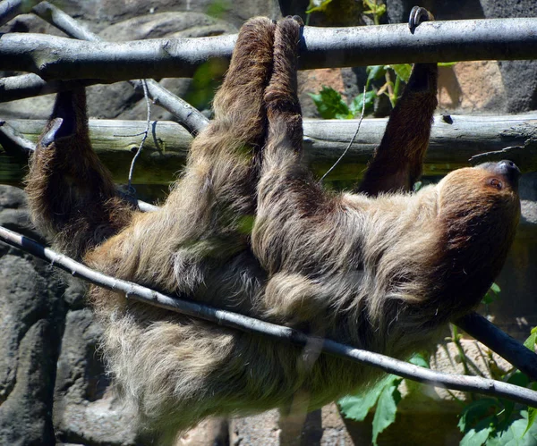 Sloths are arboreal mammals noted for slowness of movement and for spending most of their lives hanging upside down in the trees of the tropical rainforests of South America and Central America
