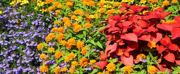 Beautiful Colorful Flowers Autumn Park — Stock Photo, Image