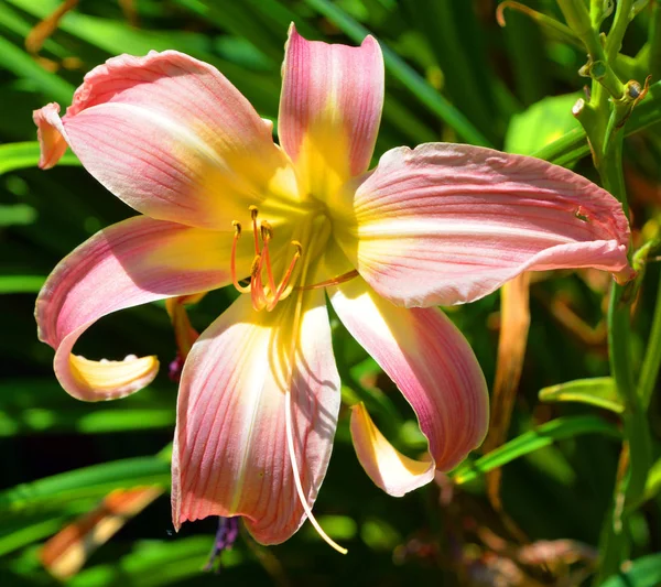 Güzel Pembe Lily Yakın Çekim — Stok fotoğraf