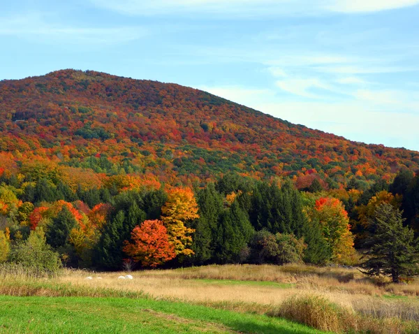 Piękny Krajobraz Górski Jesienią Kolorowymi Drzewami — Zdjęcie stockowe