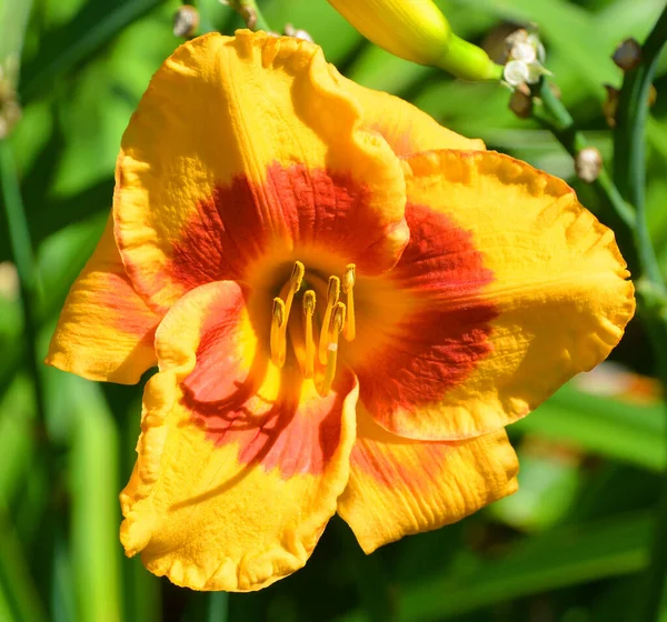 Daylily Λουλούδια Ένα Βοτανικό Κήπο Daylily Λουλούδια Όμορφα Λουλούδια Ανθισμένα — Φωτογραφία Αρχείου