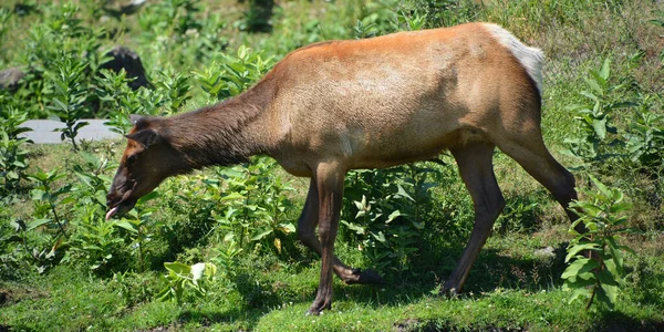 Alce Wapiti Una Las Especies Más Grandes Dentro Familia Los — Foto de Stock