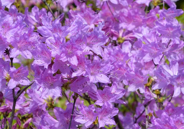 庭の美しいライラックの花 — ストック写真