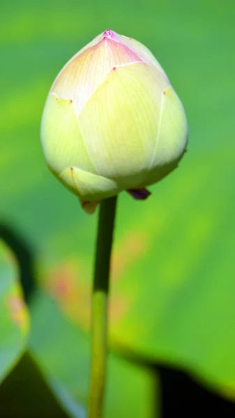 Красива Квітка Лотоса Саду — стокове фото