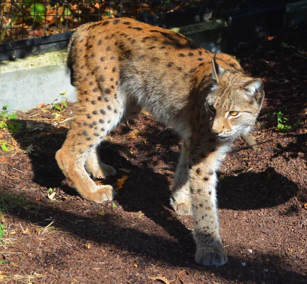 Cheetah Lynx Zoológico —  Fotos de Stock