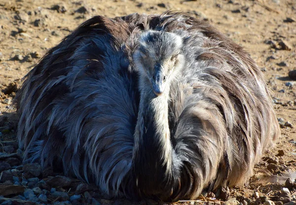 Emu Fågel Djurparken Solig Dag — Stockfoto