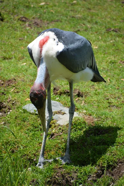 Marabou Stork Leptoptilos Crumeniferus Является Крупной Птицей Семействе Аистов Ciconiidae — стоковое фото