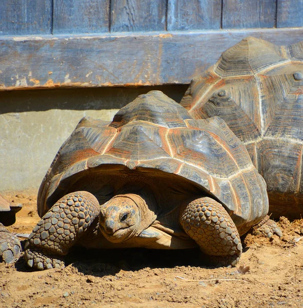 Nahaufnahme Einer Schildkröte — Stockfoto