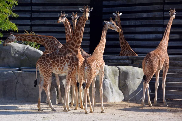 The giraffe is the tallest land animal in the world and can grow up to 5.5 metres tall. It is particularly fond of acacia leaves and uses its slender 45 cm long tongue to slip between the thorns