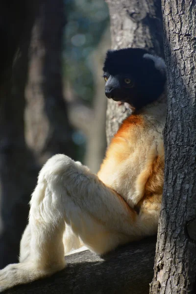 Lemur Mongoose Mongoz Eulemur Primata Pequeno Nativo Madagascar Das Ilhas — Fotografia de Stock