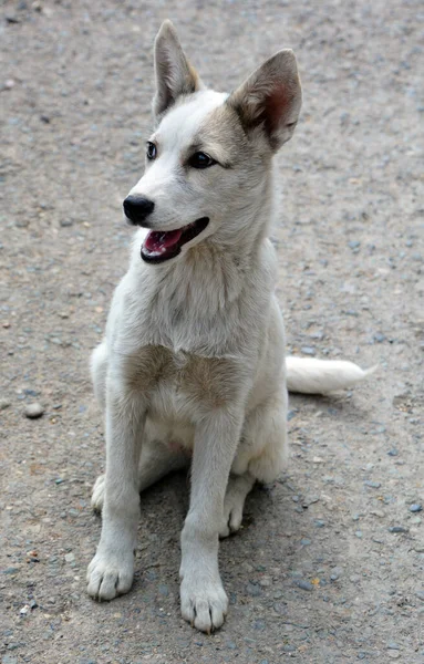 ホームレスの犬が地面に座り — ストック写真