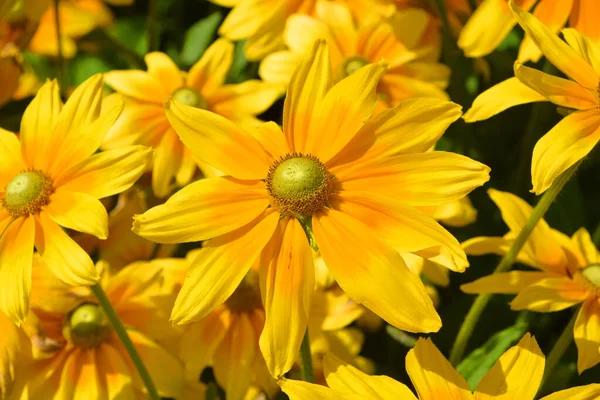 Κίτρινη Μαργαρίτα Ανθίζει Στον Κήπο Την Καλοκαιρινή Μέρα — Φωτογραφία Αρχείου