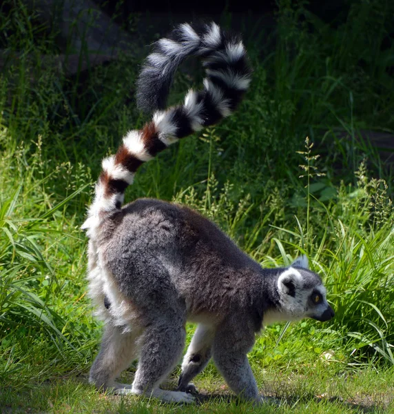 Ring Tailed Lemur Lemur Catta Large Strepsirrhine Primate Most Recognized — Stock Photo, Image